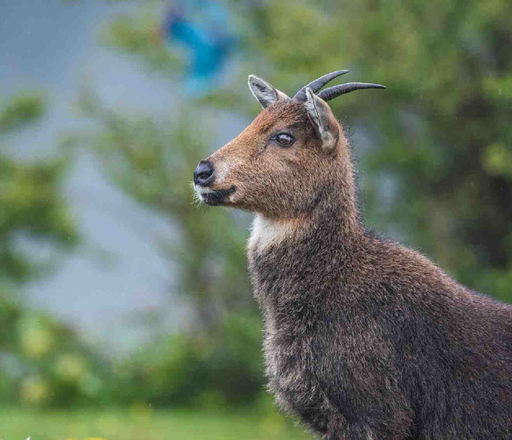 Grey Goral