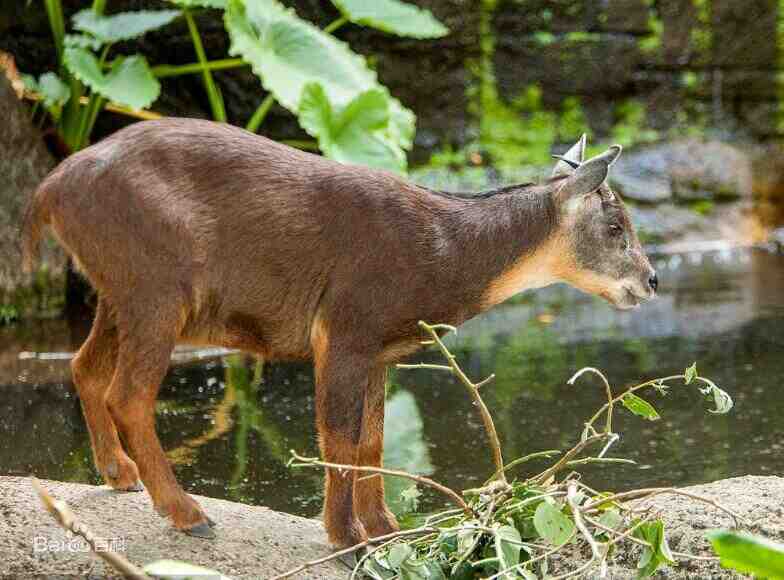 Capracornis swinhoei