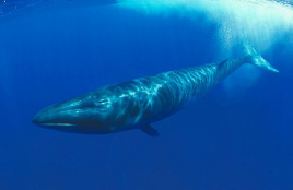 Balaenoptera borealis