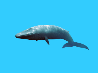 Balaenoptera omurai