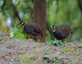 Arborophila crudigularis