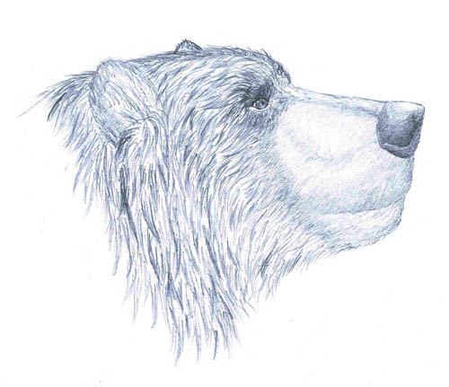 Cave Bear Deninger Bear