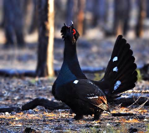 Tetrao parvirostris