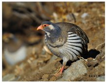 Tetraogallus tibetanus