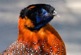 Tragopan satyra