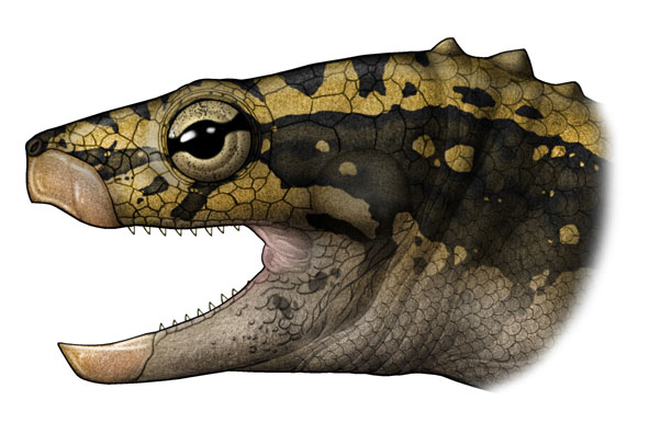 Characteristics of the primitive turtle Eochinosaurus