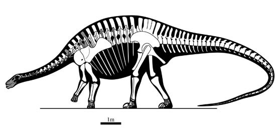 A new genus and species of Diplodocus from the Jurassic: Miraculous Lingwulong