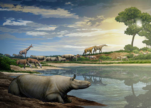Classification and evolution of Rhinoceros sangii