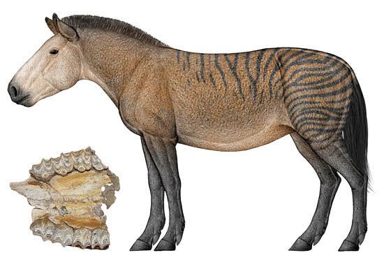 Classification and evolution of Ford's three-toed horses