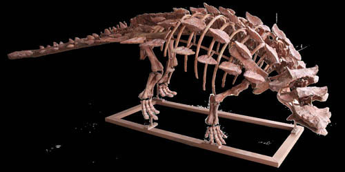 The evolution of Jinyun Ankylosaurus in China