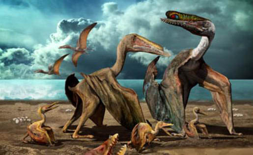 Discovery and evolution of Hamipteryx