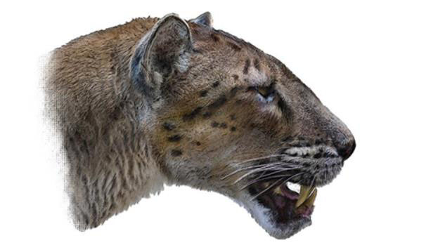 Classification and evolution of saber-toothed tigers