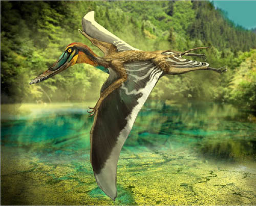 The discovery and evolution of Zheng's fighting pterosaur