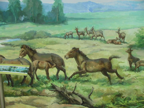 The historical evolution and evolutionary process of horses