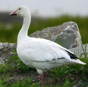 nser caerulescens