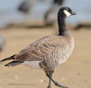 Branta hutchinsii