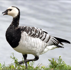 Branta leucopsis