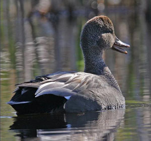 Gadwall