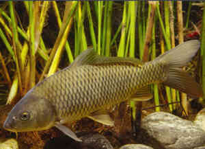 Cyprinus carpio