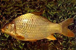 Cyprinus acutidorsalis