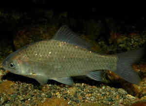 Carassius auratus