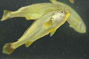 Larimichthys crocea