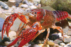 Procambarus clarkii