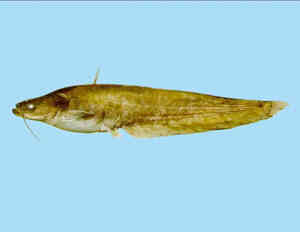 Silurus asotus