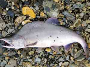 Oncorhynchus