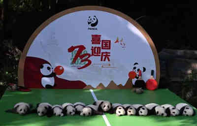 13 panda cubs born in 2022 unveiled in Chengdu