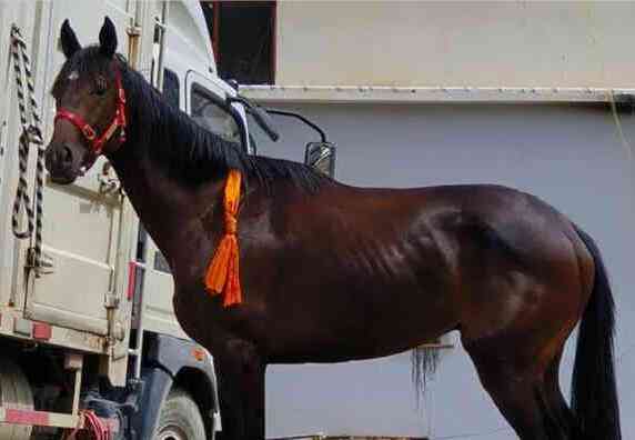 Thoroughbred horse worth 280,000 