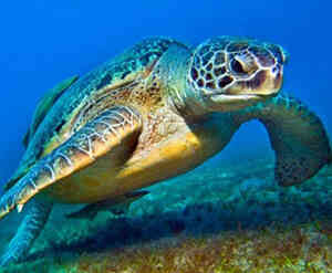 Caretta