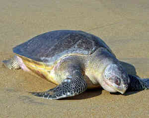 Lepidochelys olivacea