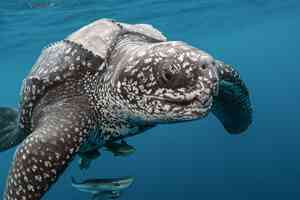 Dermochelys coriacea