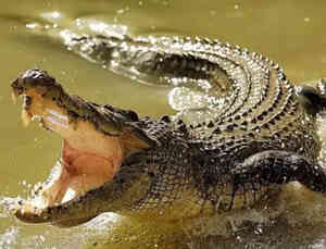 Alligator sinensis