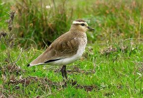 Vanellus gregarius