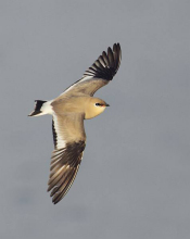 Small Pratincole