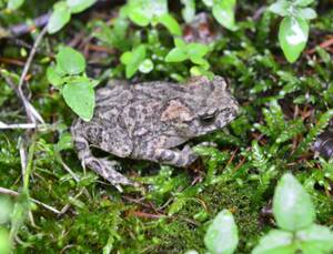 Bufo stejnegeri