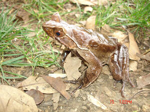 Xenophrys shuichengensis