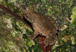 Boulenophrys insularis