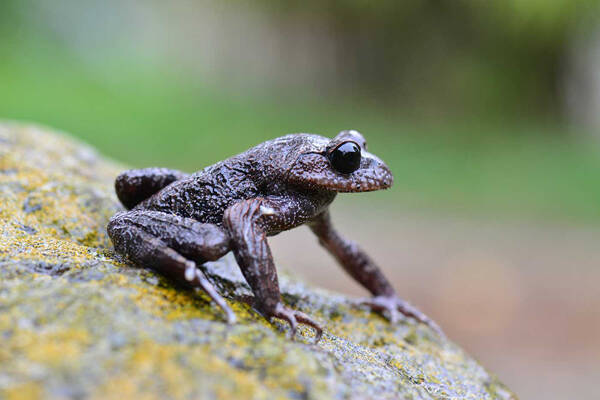 Leptobrachium promustache