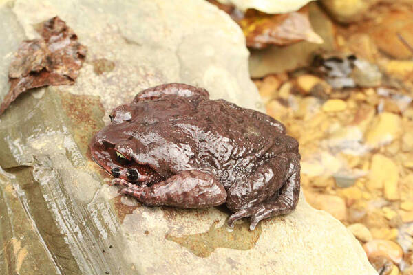 Leptobrachium leishanensis