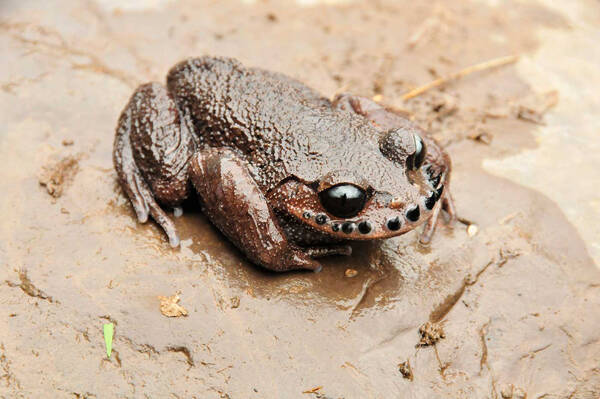 Leptobrachium boringii