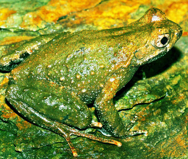 Boulenophrys baolongensis