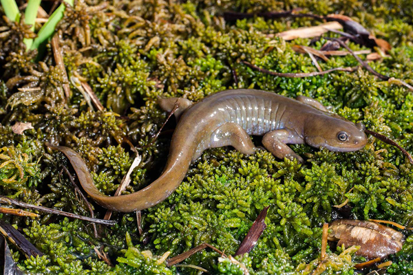 Hynobius amjiensis