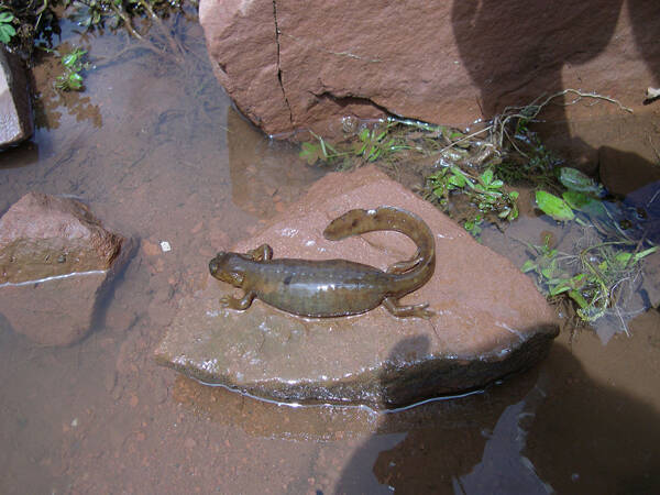 Protohynobius puxiongensis