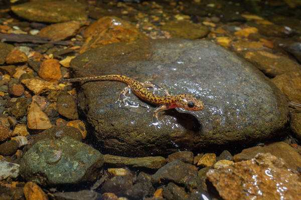 Onychodactylus zhangyaping