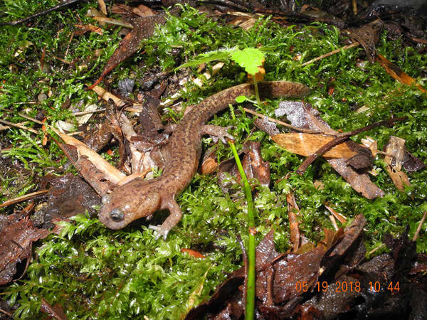 Batrachuperus pinchonii