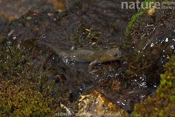 Batrachuperus tibetanus