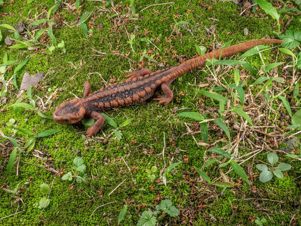 Tylototriton pseudoverrucosus